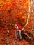 Hiker woman with backpack on trail in the autumnal forest