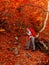 Hiker woman with backpack on trail in red autumnal forest. Traveller woman in hike