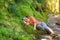 Hiker woman is having fun while she is resting.