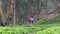 Hiker woman and man with backpack walking on path in summer forest, rear view