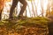 Hikers boots on forest trail. Autumn hiking.