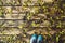 Hikers boots on wooden texture with wet autumn leaves.