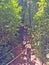 Hikers climbing upslope in rainforest