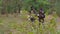 Hikers couple on forest path with trekking poles