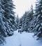Hikers go up on snowy foot path in snow-covered spruce forest at
