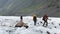 Hikers with large backpacks walk along the glacier. Climbing Kazbek from the north