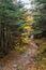 Hikers on a Narrow Rocky Path Through a Forest