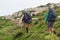 hikers on the trail in the Islandic mountains. Trek in National Park Landmannalaugar, Iceland. valley is covered with bright green