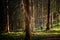 Hikers on a trail in a wood