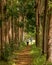 Hikers walk through the mahogany plantation and the Wai Koa Loop trail in Kauai, Hawaii