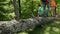 Hikers walking on fallen tree log in the forest