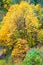 Hikers walking in forest pathway among tall yellow colored maple trees.