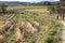 Hikers walking in wineyard