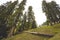 Hiking amidst coniferous trees at Deo Tibba trek in Manali, Himachal Pradesh