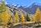 Hiking among beautiful golden larches in autumn