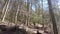 Hiking behind mother and daughter in woods