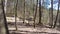 Hiking behind mother and daughter in woods