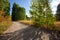 Hiking / biking road through forest and meadows