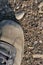 Hiking boot off-road shoe on hard arid dried soil, vertical close up, detailed macro of bare earth, dust, stones, rocks, pebbles