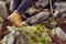 Hiking boots close-up. girl tourist steps on the mountain trail on the rocks.