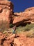 Hiking in Boynton Canyon, Arizona