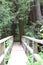 Hiking bridge leads into dense redwood forest at Partington Cove trail, Big Sur, CA.