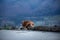 hiking with a dog. Nova Scotia Duck Tolling Retriever in the mountains, in the valley