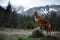 hiking with a dog. Nova Scotia Duck Tolling Retriever in the mountains, in the valley