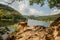 Hiking dog at the Rursee in the Eifel National Park Germany