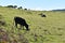 Hiking at the Fairy forest in Fanal with ancient laurel trees and cows on the green meadow in Madeira, Portugal