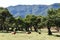 Hiking at the Fairy forest in Fanal with ancient laurel trees and cows on the green meadow in Madeira, Portugal