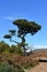 Hiking at the Fairy forest in Fanal with ancient laurel trees in Madeira, Portugal