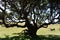 Hiking at the Fairy forest in Fanal with ancient laurel trees in Madeira, Portugal