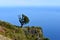 Hiking at the Fairy forest in Fanal with ancient laurel trees and the ocean in background in Madeira, Portugal