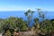 Hiking at the Fairy forest in Fanal with ancient laurel trees and the ocean in background in Madeira, Portugal