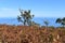 Hiking at the Fairy forest in Fanal with ancient laurel trees and the ocean in background in Madeira, Portugal