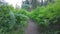 Hiking Through Ferns Over the Trail in Kings Canyon