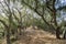 Hiking through a forest of Coastal live oak (Quercus agrifolia) forest, lace lichen (Ramalina menziesii) hanging from the tree