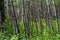 Hiking through the forest on the kinosao lake on a bright sunny day in riding mountain national park, manitoba