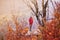 Hiking girl with poles and backpack standing on rocks. Windy autumn day. Travel and healthy lifestyle outdoors in fall season