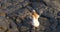 Hiking Girl taking picture with flowing lava in Kilauea volcano Hawaii