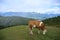 Hiking in Goldeck Austria; cows on pasture