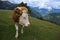 Hiking in Goldeck Austria; cows on pasture