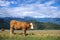 Hiking in Goldeck Austria; cows on pasture