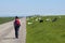 Hiking and Grazing at Dutch sea of north sea