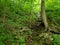 Hiking green landscape outside trees outdoors waterfall creek vegetation greenery outside