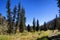 Hiking in the High Elevation Pine Forests of Eastern Arizona