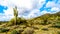 Hiking on the hiking trails surrounded by Saguaro, Cholla and other Cacti in the semi desert landscape of the McDowell Mountains