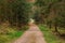 Hiking impression in the Black Forest along the Roetenbach in Autumn, Germany. Magical Autumn Forrest. Colorful Fall