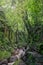 Hiking in the Jungle: an attractive young European tourist girl crossing a bamboo pedestrian suspension bridge over a